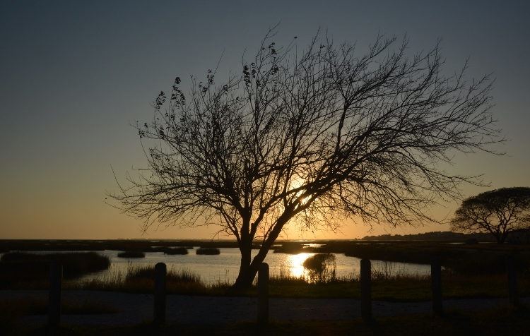 tree in sunset